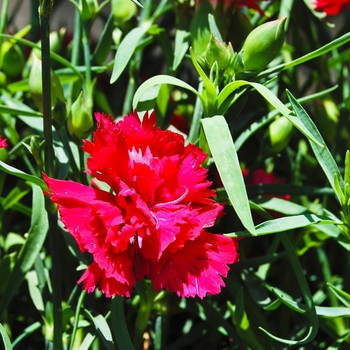 Dianthus caryophyllus 'Garden Spice® Red' (069009)