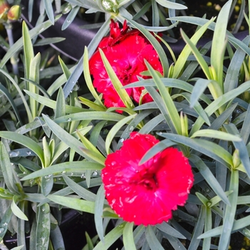 Dianthus Early Bird™ 'Chili' (069011)
