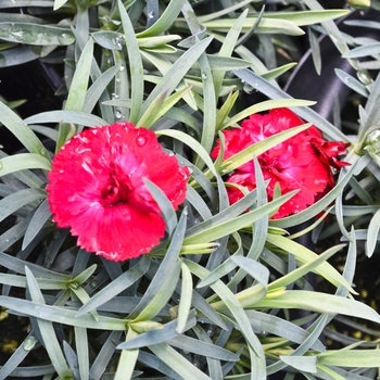 Dianthus Early Bird™ 'Chili' (069012)