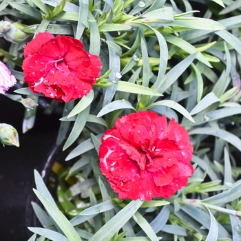 Dianthus Early Bird™ 'Radiance' (069014)