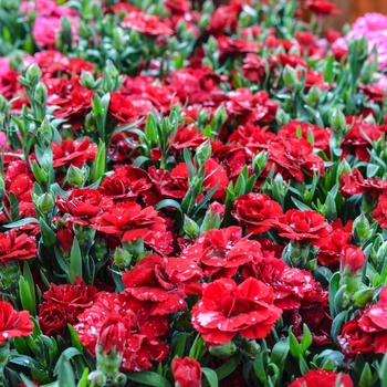 Dianthus caryophyllus Oscar® 'Dark Red' (069047)