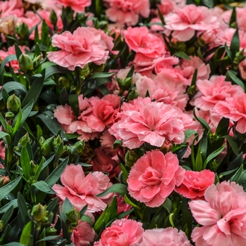 Dianthus caryophyllus Oscar® 'Pink' (069051)