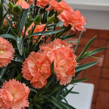 Dianthus caryophyllus SuperTrouper™ 'Orange' (069058)