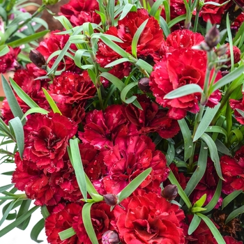 Dianthus caryophyllus SuperTrouper™ 'Scarlet' (069059)