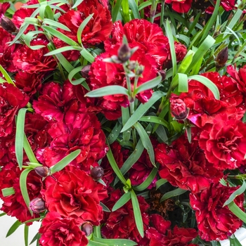 Dianthus caryophyllus SuperTrouper™ 'Scarlet' (069060)