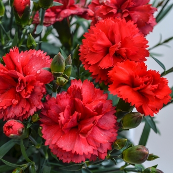 Dianthus caryophyllus SuperTrouper™ 'Scarlet' (069061)