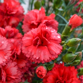 Dianthus caryophyllus SuperTrouper™ 'Scarlet' (069062)