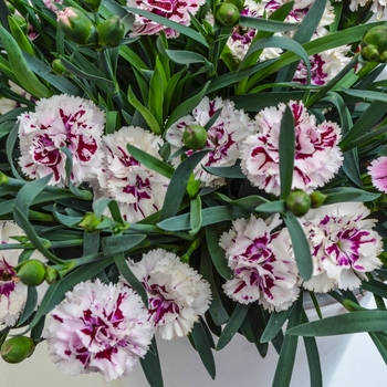 Dianthus caryophyllus SuperTrouper™ 'Velvet + White' (069063)