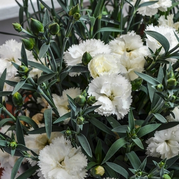 Dianthus caryophyllus SuperTrouper™ 'White' (069068)
