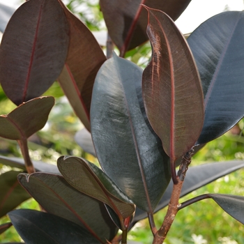 Ficus elastica Chroma® 'Burgundy' (069197)