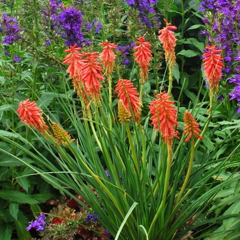 Kniphofia Popsicle™ 'Redhot' (069415)
