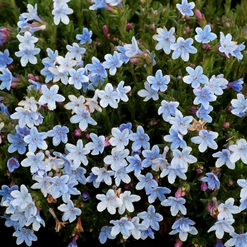 Lithodora diffusa 'Crystal Blue' (069423)