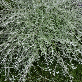 Helichrysum petiolare 'Silver Star' (069669)