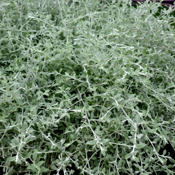 Helichrysum petiolare 'Silver Star' (069670)