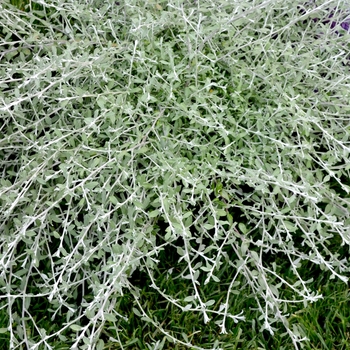 Helichrysum petiolare 'Silver Star' (069671)