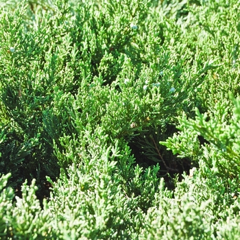 Juniperus davurica 'Expansa ('Parsonii')' (070155)