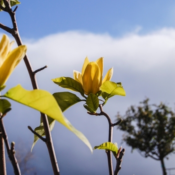 Magnolia x brooklynensis 'Yellow Bird' (070355)