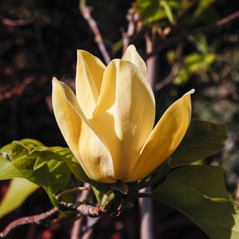 Magnolia x brooklynensis 'Yellow Bird' (070357)