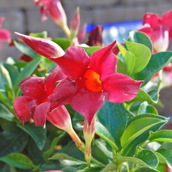 Mandevilla Sun Parasol® 'Pretty Crimson' (070363)
