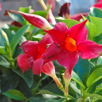 Mandevilla Sun Parasol® 'Pretty Crimson' (070364)