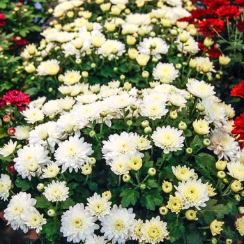 Chrysanthemum grandiflorum 'Moonglow White' (070378)