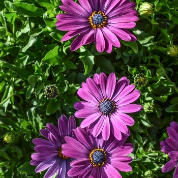 Osteospermum Summertime® 'Royal Purple' (070531)