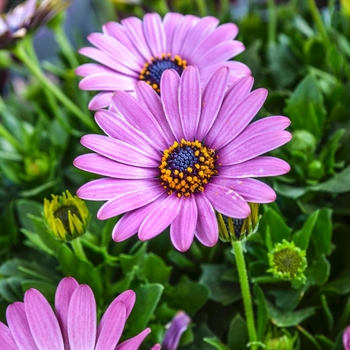 Osteospermum Summertime® 'Sweet Purple' (070544)