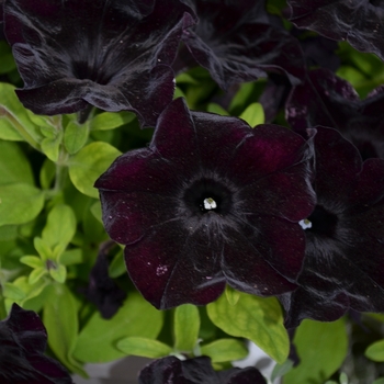 Petunia Crazytunia® 'Black Mamba' (070813)