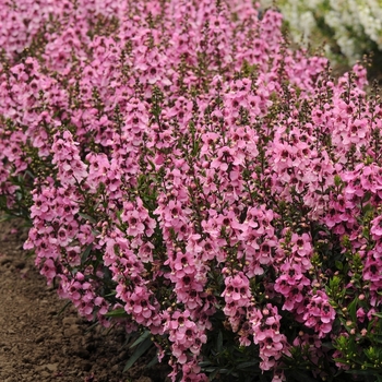 Angelonia angustifolia Serenita® 'Pink' (071318)