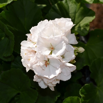 Pelargonium x hortorum 'Survivor White' (071523)