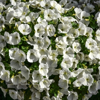 Petunia 'Surprise White' (071604)
