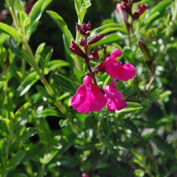 Salvia greggii Mirage™ 'Pink' (071693)