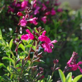 Salvia greggii Mirage™ 'Pink' (071694)