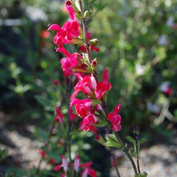 Salvia microphylla 'Hot Lips' (071699)