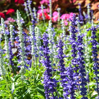 Salvia farinacea Sallyfun™ 'Blue Tune' (071707)