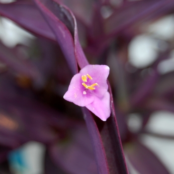 Setcreasea pallida 'Purple Heart' (071733)