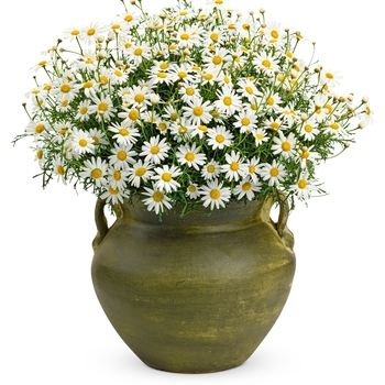 Argyranthemum frutescens Molimba® 'Helio White' (072394)