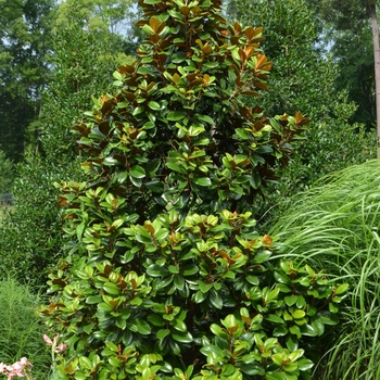 Magnolia grandiflora 'Teddy Bear®' (072746)