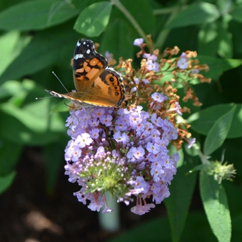 Buddleia davidii 'Butterfly Heaven' (072784)