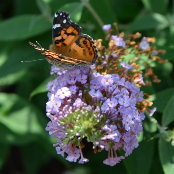 Buddleia davidii 'Butterfly Heaven' (072785)