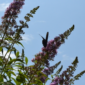 Buddleia davidii 'Butterfly Heaven' (072790)