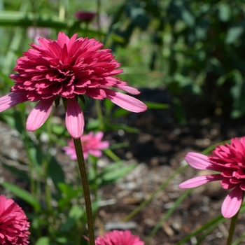 Echinacea 'Southern Belle' (072961)