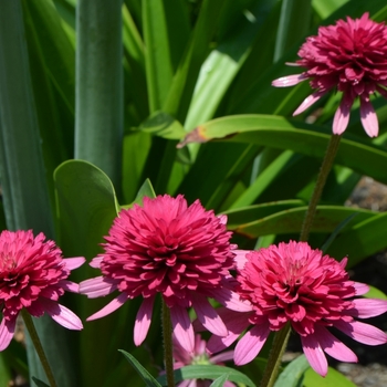 Echinacea 'Southern Belle' (072962)