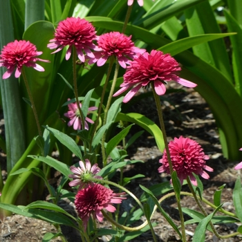 Echinacea 'Southern Belle' (072964)