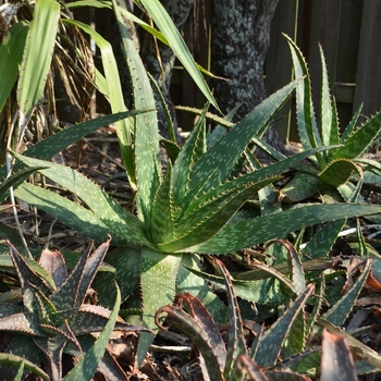 Aloe maculata '' (073381)
