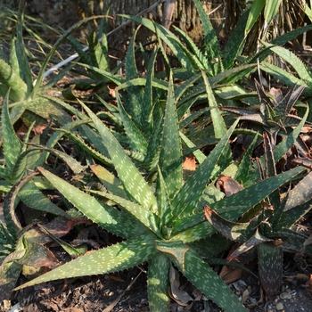 Aloe maculata '' (073382)