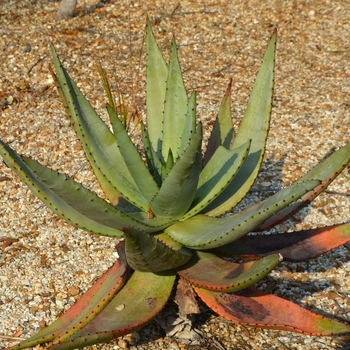 Aloe marlothii '' (073385)
