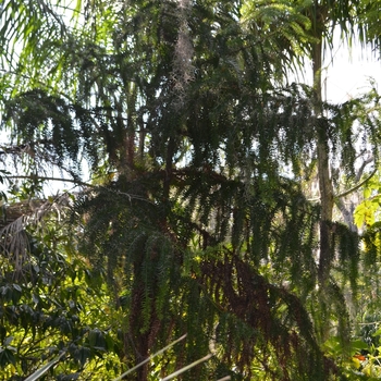 Araucaria angustifolia '' (073394)