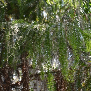 Araucaria angustifolia '' (073395)