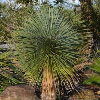 Yucca rostrata '' (073411)